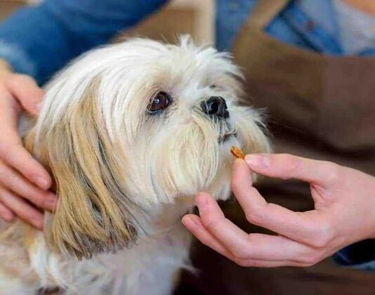 Dog Joint Supplement Chews: 9 Key Ingredients Dog Joint Supplement Chews