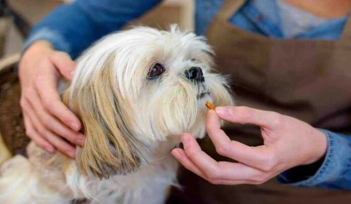 Dog Joint Supplement Chews