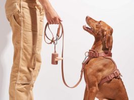 Dogs Supplies Every Dog Lovers Should Have