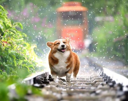 What are the 10 Tips for Choosing the Best Pet Movers for International Relocation? Pet movers