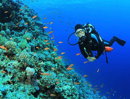 Career In Diving: Your Future Being A Dive Teacher Roatan Diving