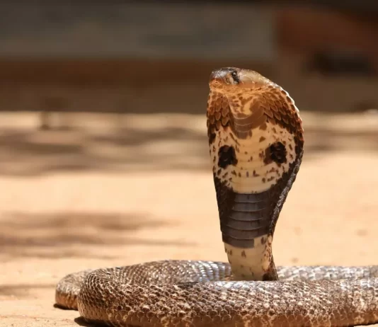 Cobra wraps itself around child neck Cobra wraps itself around child neck