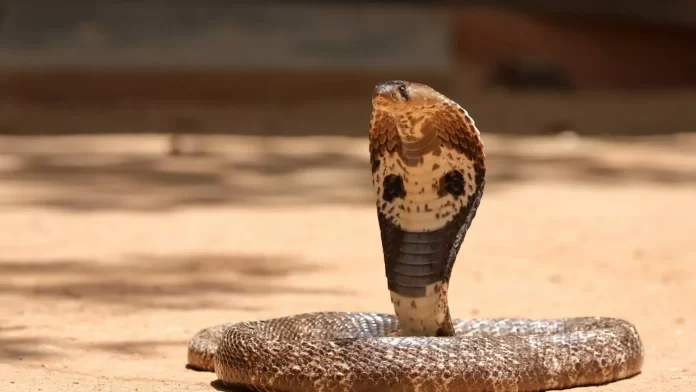 Cobra wraps itself around child neck