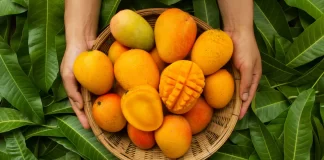 How To Improve Boost Immunity Using Mango? How To Improve Boost Immunity Using Mango?