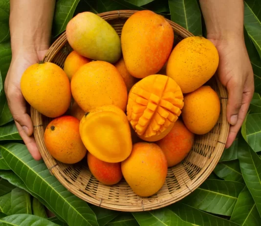 How To Improve Boost Immunity Using Mango? How To Improve Boost Immunity Using Mango?