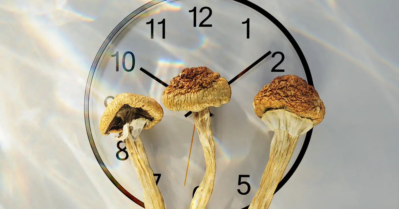 How Long Do Shrooms Last In Your System for a Drug Test