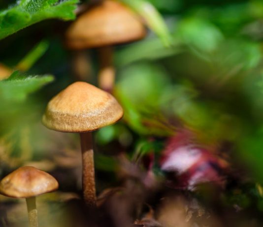 How long do shrooms last How long do shrooms last