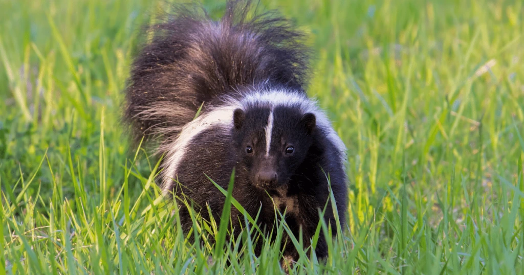 What Should I Do If I See a Skunk in the Middle of the day?