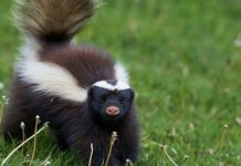 Are Skunks Nocturnal? Everything You Need To Know Are Skunks Nocturnal? Everything You Need To Know