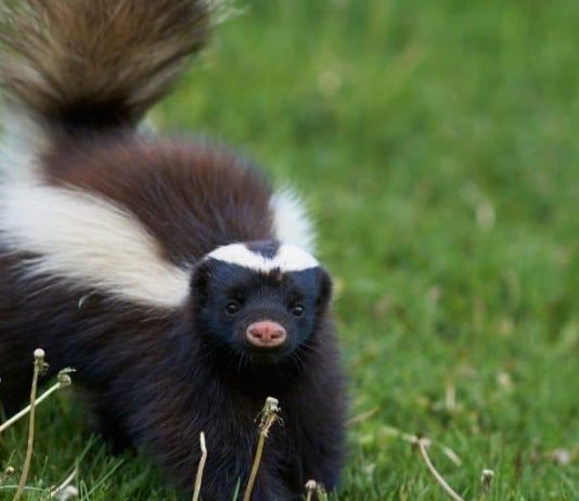 Are Skunks Nocturnal? Everything You Need To Know Are Skunks Nocturnal? Everything You Need To Know