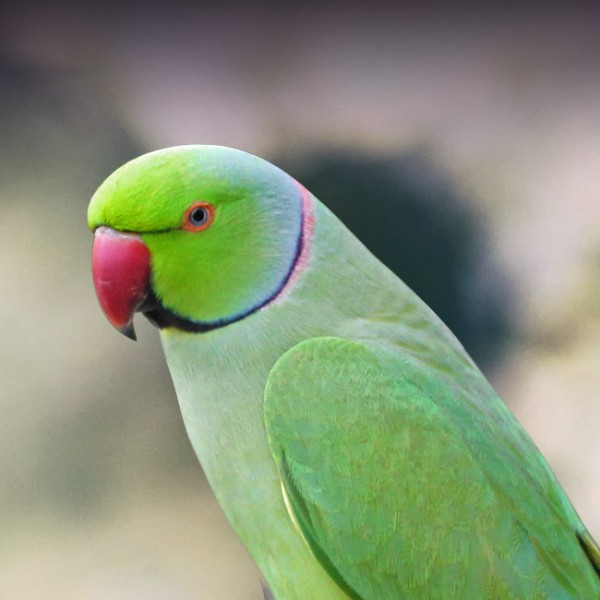 Indian Ringerneck parakeets