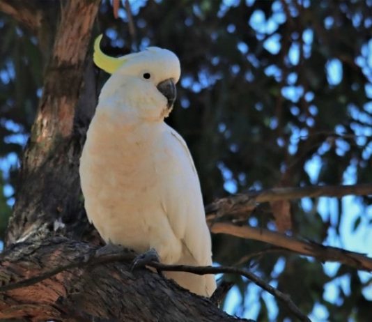 Birds That Talk Birds That Talk
