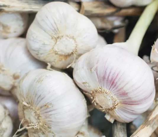 What is Garlic? | Top 10 Benefits of Garlic What is Garlic? | Top 10 Benefits of Garlic