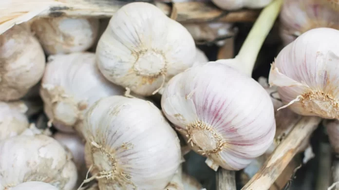 What is Garlic? | Top 10 Benefits of Garlic