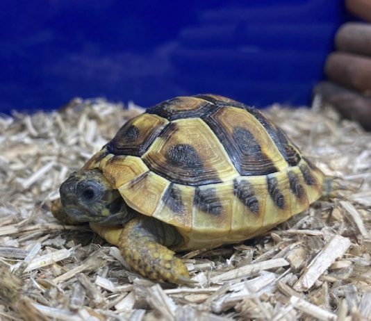 Hermann’s Tortoise Hermann's Tortoise