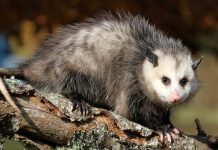 Are opossums dangerous Are opossums dangerous