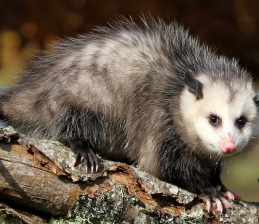 Are opossums dangerous Are opossums dangerous