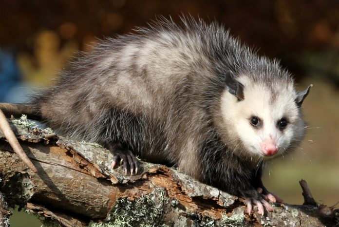 Are opossums dangerous