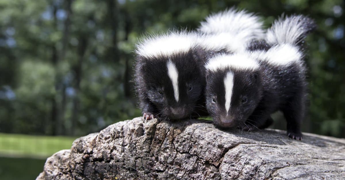 Why Do Skunks Live In Holes?