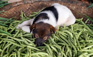 Can Dogs Eat Green Beans