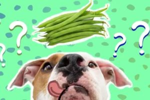 Can Dogs Eat Green Beans