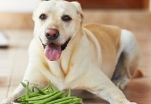 Can Dogs Eat Green Beans Can Dogs Eat Green Beans