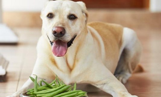 Can Dogs Eat Green Beans Can Dogs Eat Green Beans