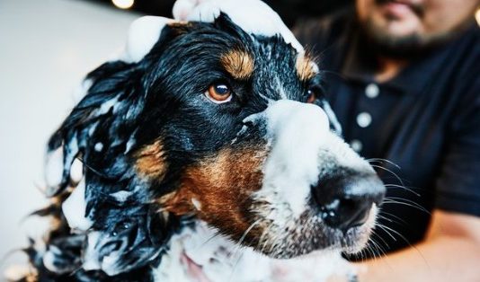 Can You Use Human Conditioner On Dogs Can You Use Human Conditioner On Dogs