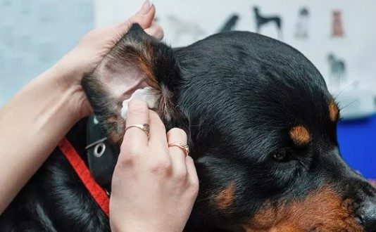 Can You Use Peroxide On Dogs Ears Can You Use Peroxide On Dogs Ears