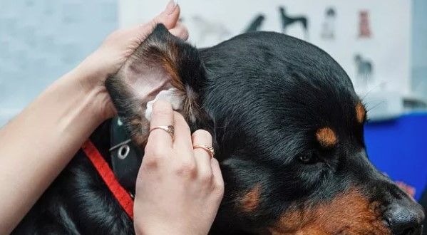 Can You Use Peroxide On Dogs Ears
