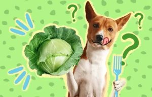 Can Dogs Have Cabbage