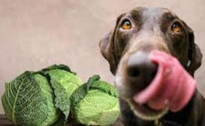 Can Dogs Have Cabbage