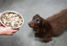 Can Dogs Have Rice Can Dogs Have Rice