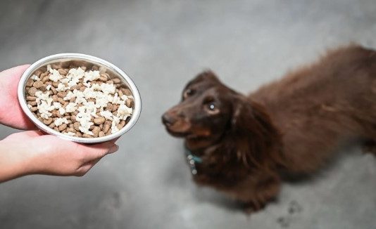 Can Dogs Have Rice Can Dogs Have Rice