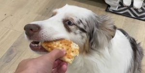 Can Dogs Have Pizza