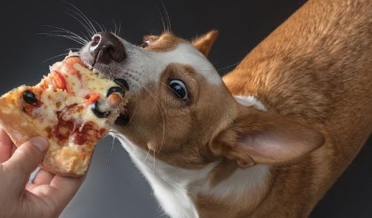 Can Dogs Have Pizza Can Dogs Have Pizza