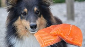 Can Dogs Have Salmon Skin