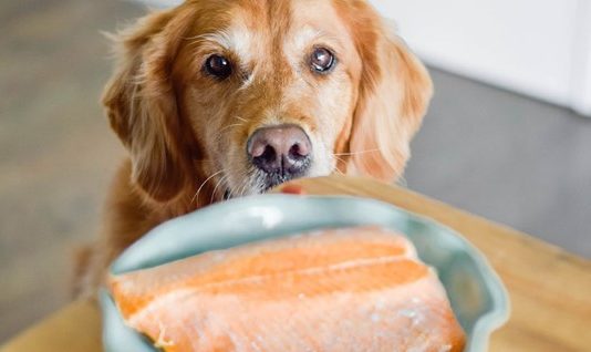 Can Dogs Have Salmon Skin Can Dogs Have Salmon Skin