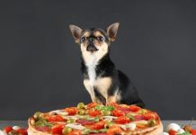 Can Dogs Eat Black Olives? Can Dogs Eat Black Olives