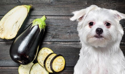 Can Dogs Eat Eggplant Safely Can Dogs Eat Eggplant